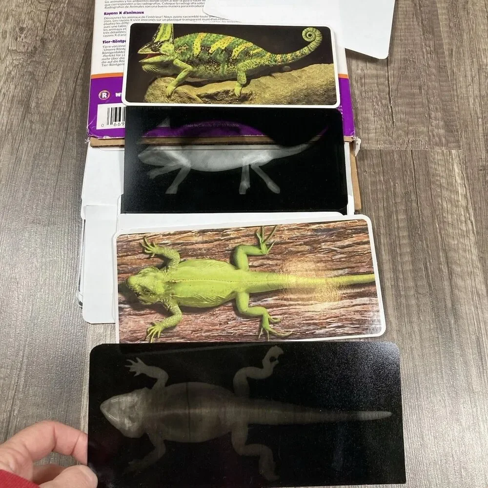 Animal X-Rays Biology Reference Photos Set 14 Teacher Parent Guide Home School